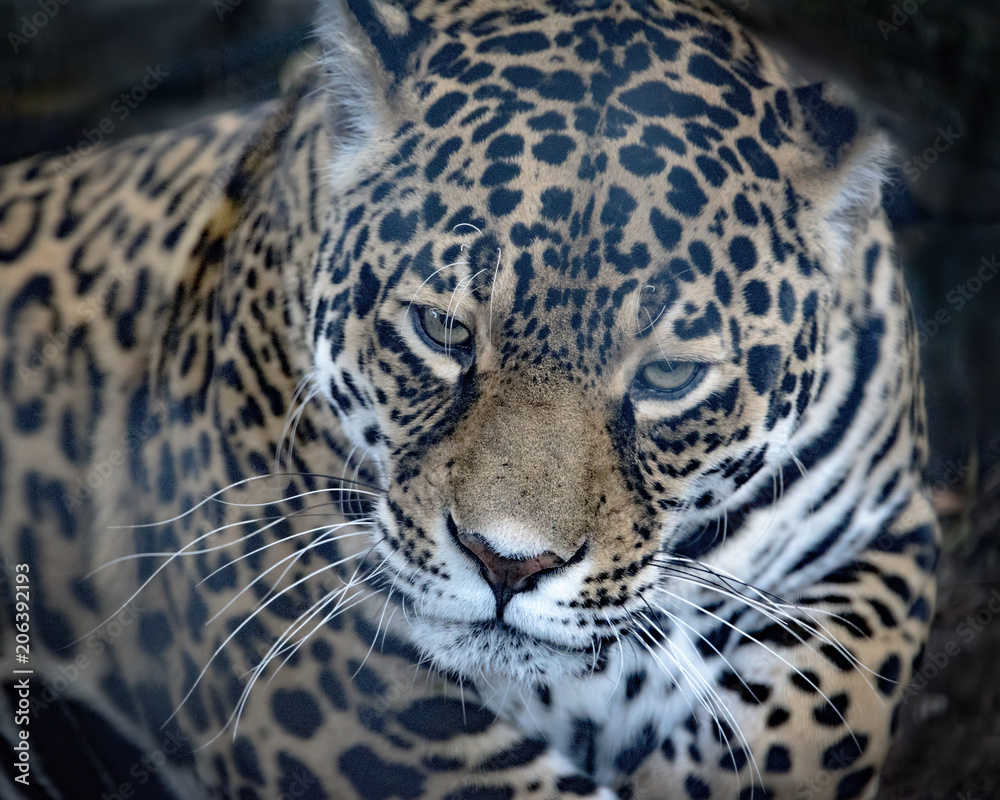 Female Jaguar in captivity Female Jaguar in captivity
