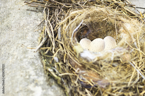 Summer day. Bird's nest with eggs. Shallow depth of field. The horizon line is not right photo