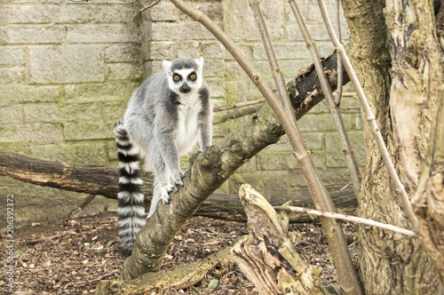 Ring tailed Lemur in captivity photo