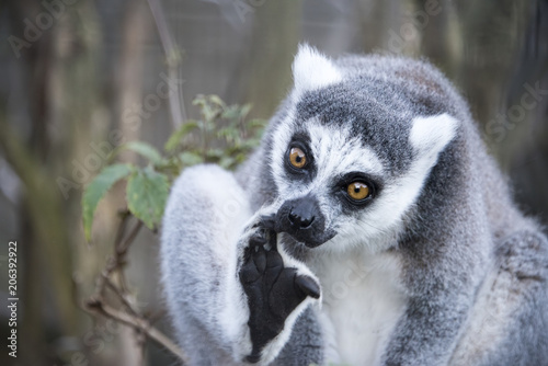 Ring tailed Lemur in captivity © CharnwoodPhoto