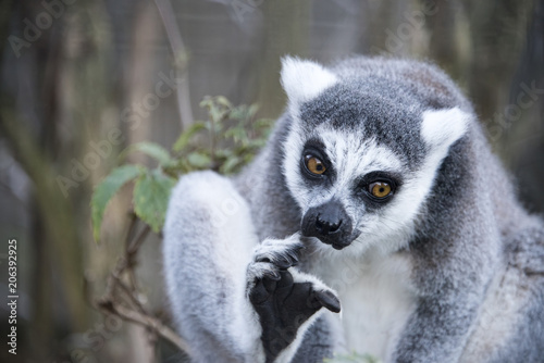 Ring tailed Lemur in captivity