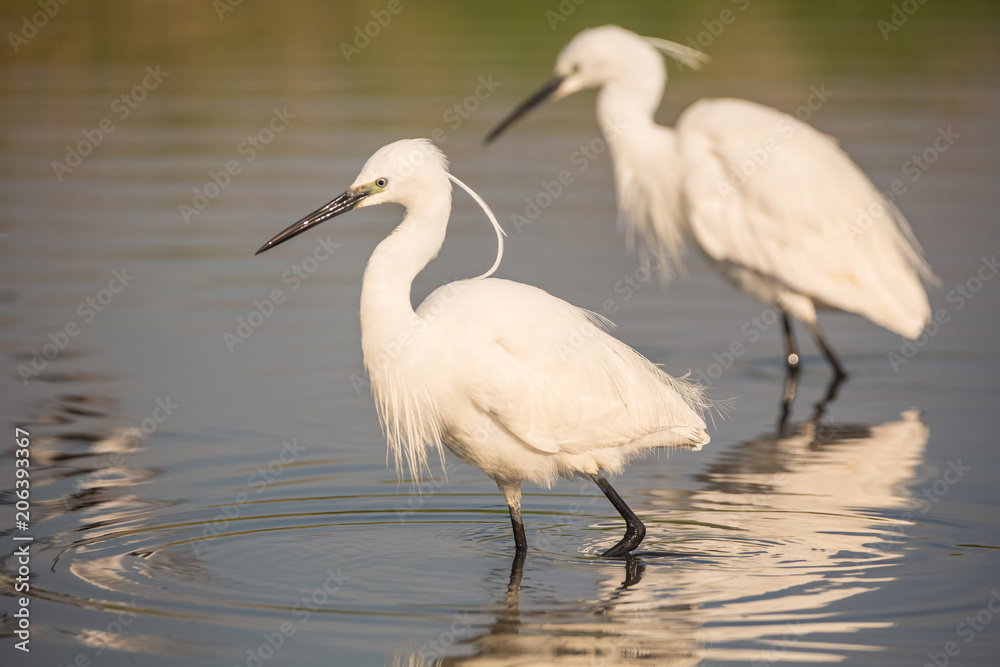 Portrait of a common egret (Egretta garzetta) in the water looking for food. Portrait of a common egret (Egretta garzetta) in the water looking for food.