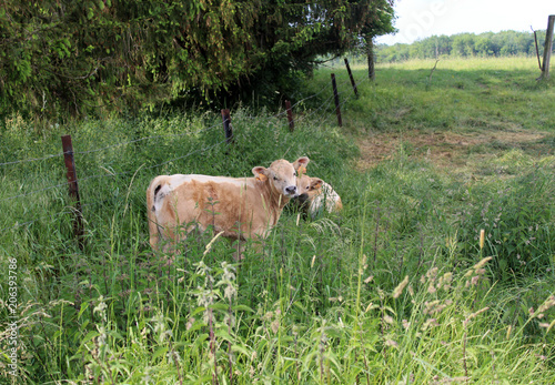 animaux de ferme en pature photo