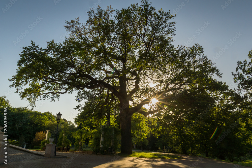 Fototapeta premium Tree in park near palace in Teresin, Mazowieckie, Poland