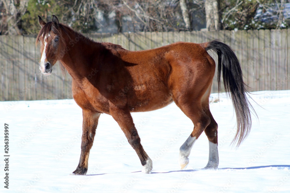 Fuzzy Arabian Horse in Winter Snow Fuzzy Arabian Horse in Winter Snow