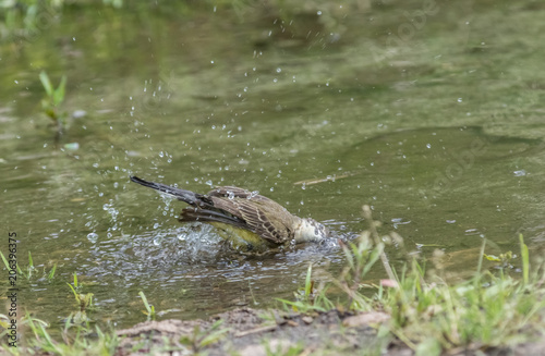 Wagtail in water, Motacilla werae,natural environment © GUENNADI