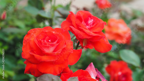 Closeup Shot of A Group of Beautiful Red Roses  Hybrid Tea Roses  with Selective Focus and Blurred Background.