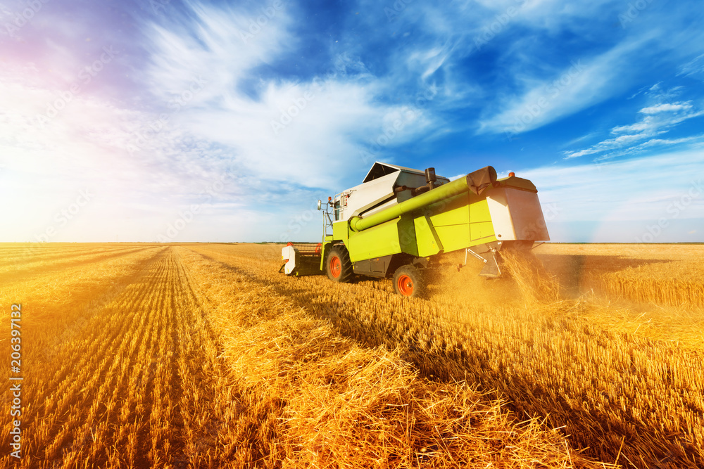 Fototapeta premium Combine harvest in the golden wheat field