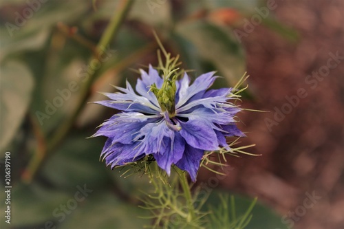 nigelle de damas photo