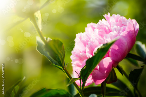 beautiful blooming pink peonies photo