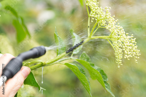 Fighting a bunch of aphids on a thin branch of an elder tree with selfmade curd soap solution
