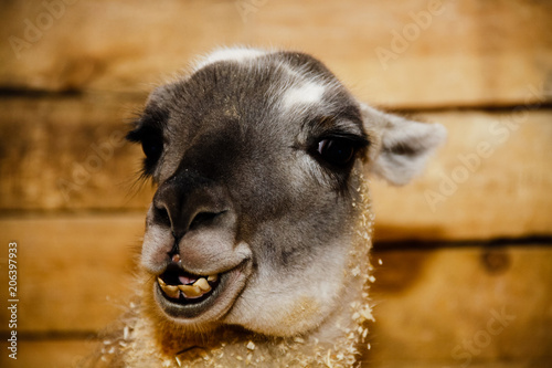 Canvas Print The Lama's Look