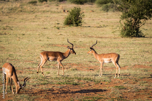 Impala grazing