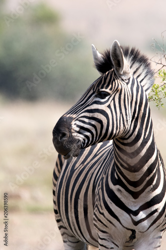 Portrait of a zebra