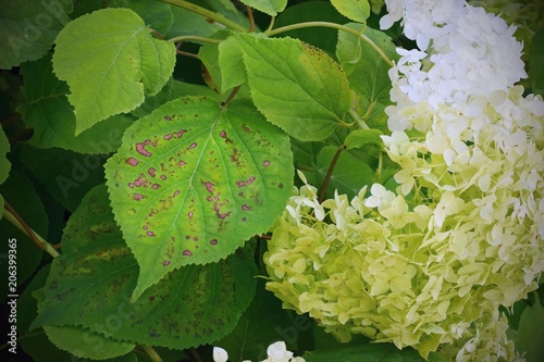 Bacterial spots on the Hydrangea leaves, plant disease