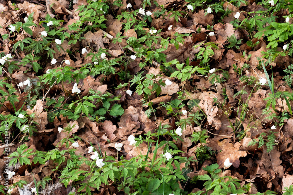 Green grass grows through last year's foliage. Green grass grows through last year's foliage.