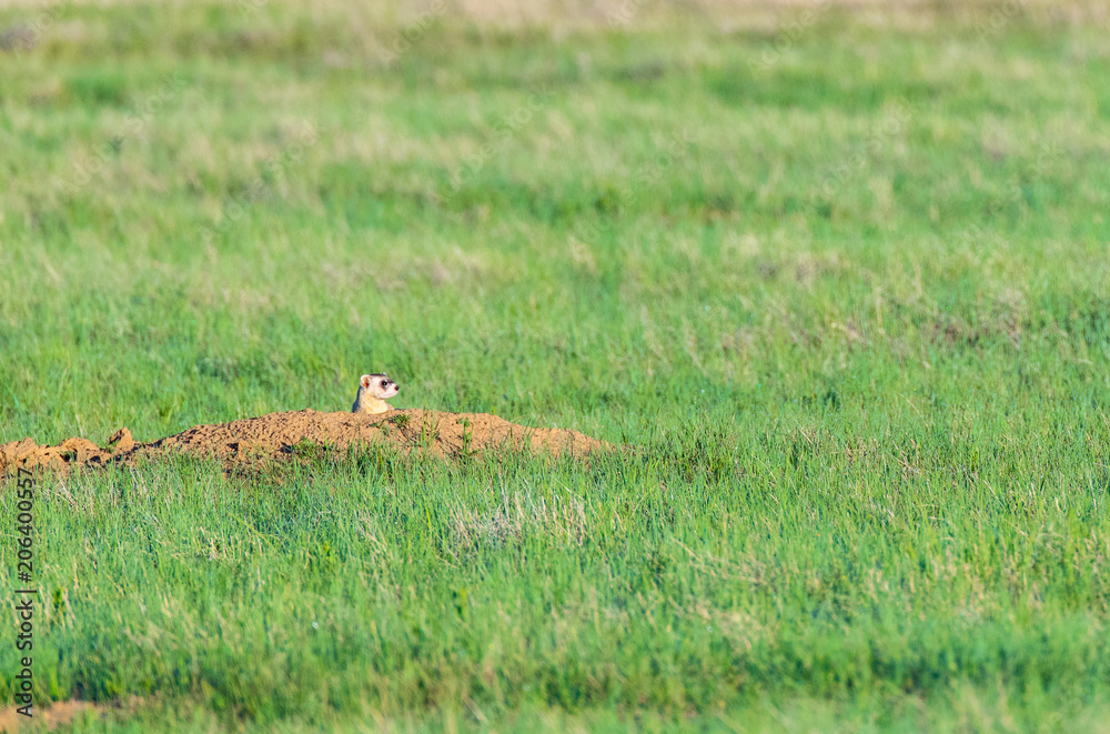 A Black-footed Ferret on the Colorado Plains A Black-footed Ferret on the Colorado Plains