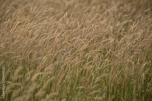 Native Grasses © Kevin Deane