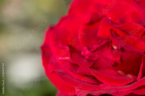 Red Rose