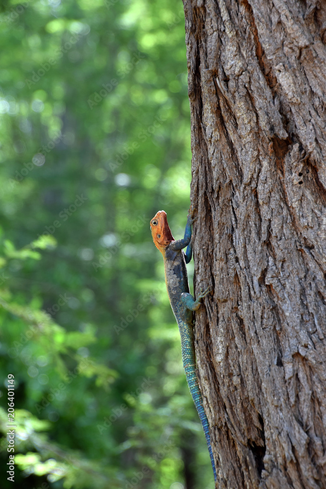 Fototapeta premium Blue-orange colored male Agama lizard on tree