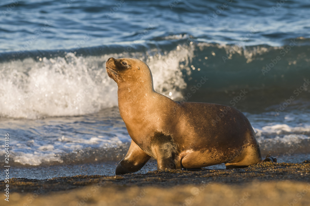 Fototapeta premium Mother sea lion, Patagonia
