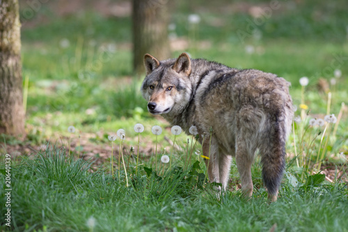 Loup gris dans la for  t