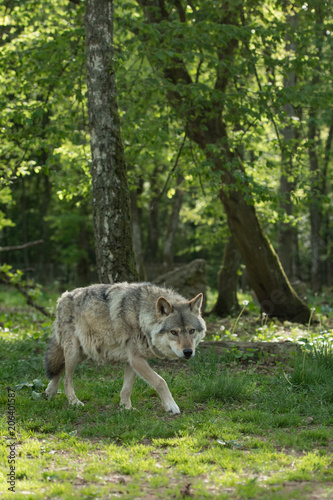 Loup gris dans la forêt