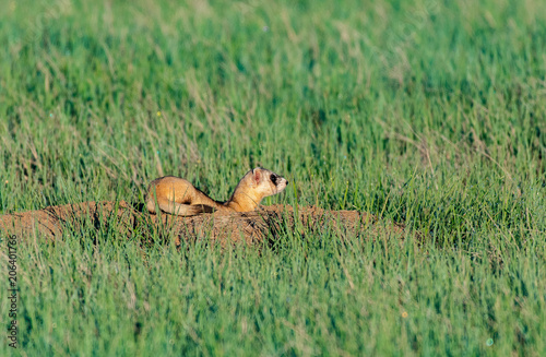 A Black-footed Ferret on the Colorado Plains © Kerry Hargrove