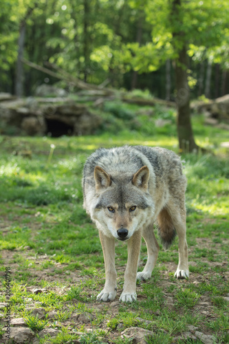 Loup gris dans la forêt © Wildpix imagery