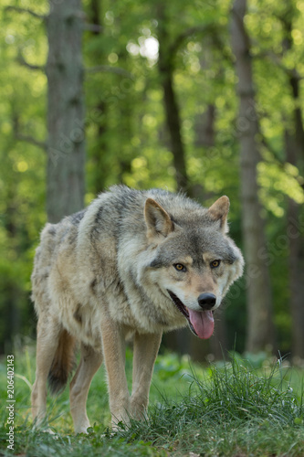 Loup gris dans la for  t