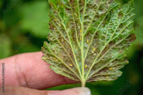 The colony of green aphids and the damage caused by it on a sheet of currants lie on a hand. Close up photo