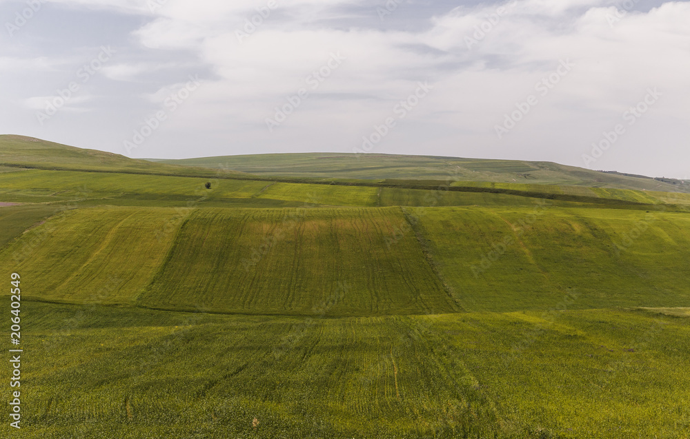 Obraz premium Cultivated fields and a lone tree