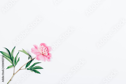 One blooming peony with green leaves, top view