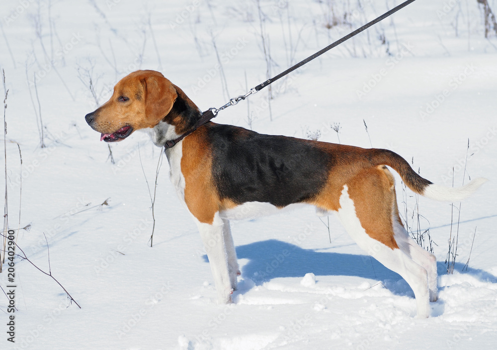 Exterior of a dog of breed the Estonian hound against the background of winter