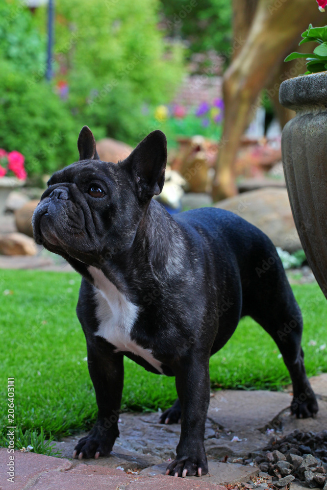 Black French Bulldog Garden 