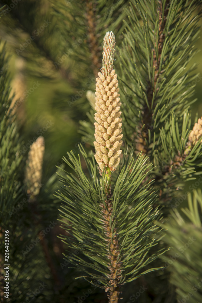 Young Pine bump... Young Pine bump...