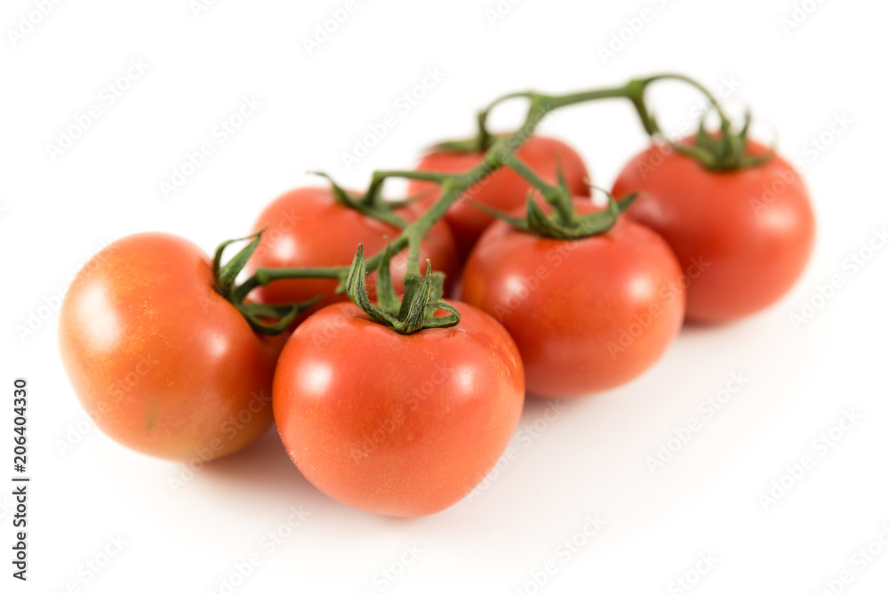 tomatoes on branch on white background tomatoes on branch on white background