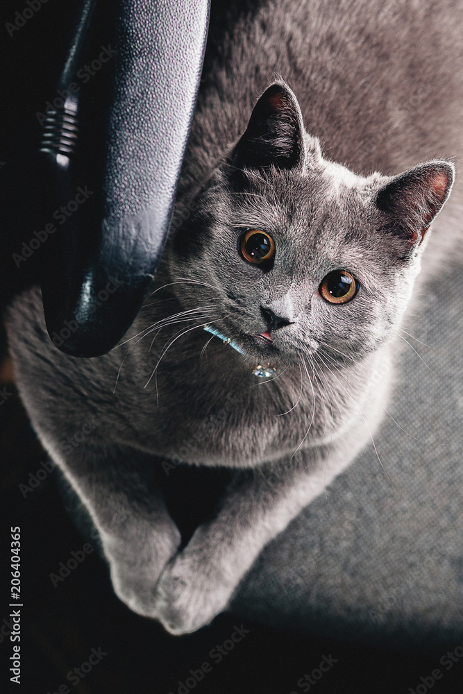 cat, animal, pet, kitten, feline, cute, domestic, eyes, portrait, kitty, fur, black, white, beautiful, isolated, face, young, mammal, gray, whiskers, pets, eye, looking, tabby, curious