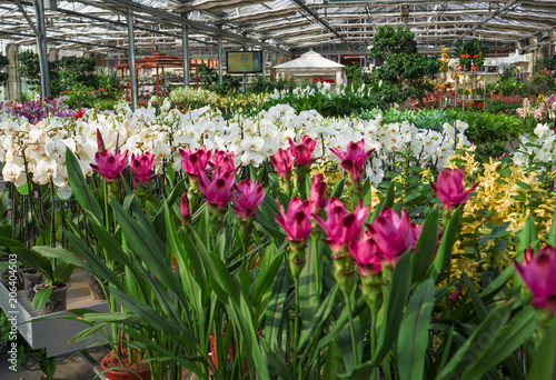 flowers of every color for sale in a greenhouse