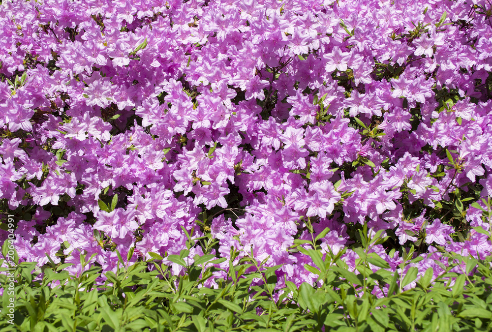 Blooming pink azalea flower. Background.