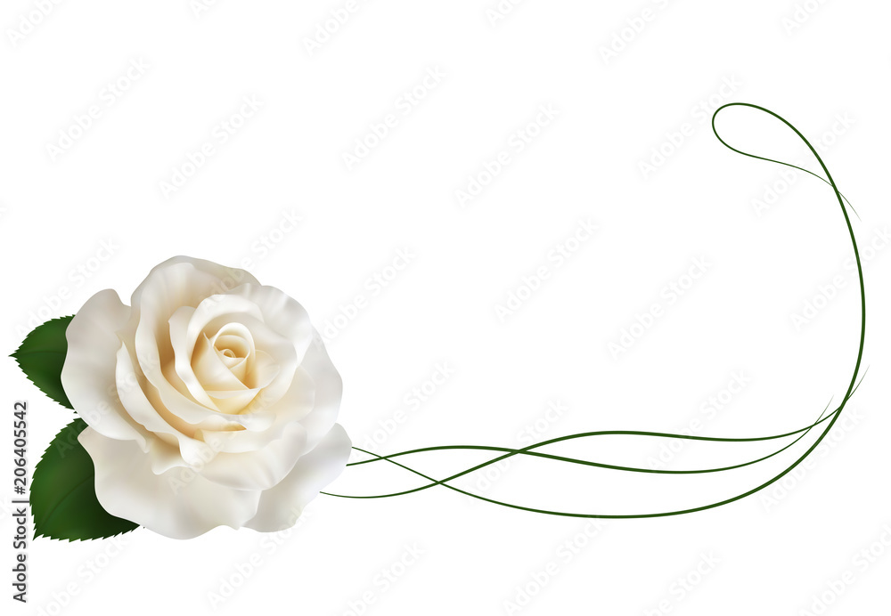 Vecteur Stock Realistic ivory white rose, border. | Adobe Stock