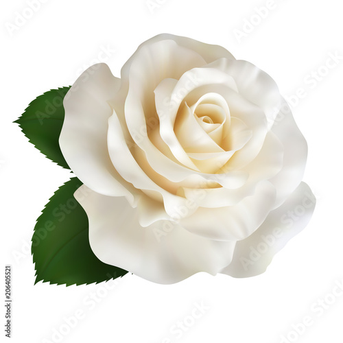Obraz na płótnie Realistic ivory white rose, Queen of beauty.