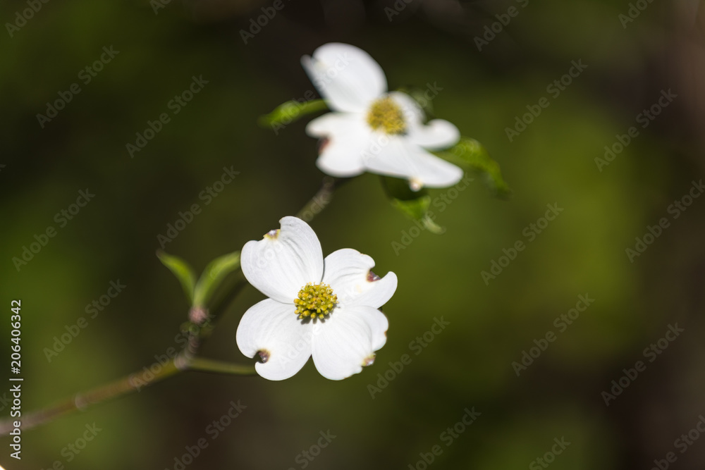 Dogwood Dogwood