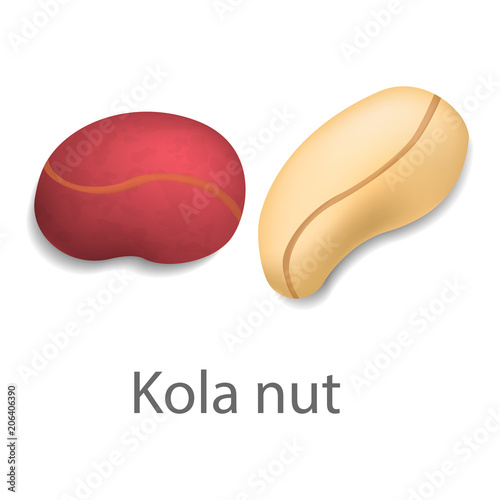 Kola nut mockup. Realistic illustration of kola nut vector mockup for web design isolated on white background