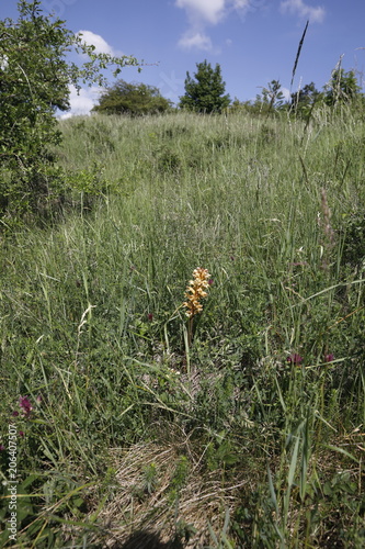 Gelbe Sommerwurz photo