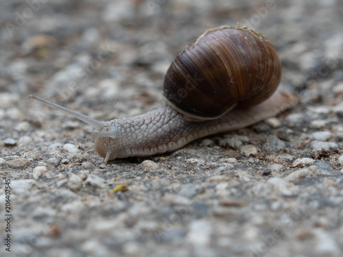 Schnecke auf dem Boden