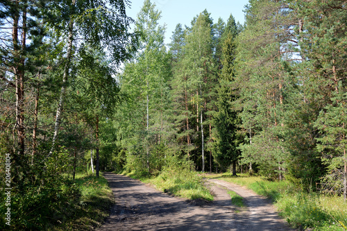 Crossroads in the pine forest
