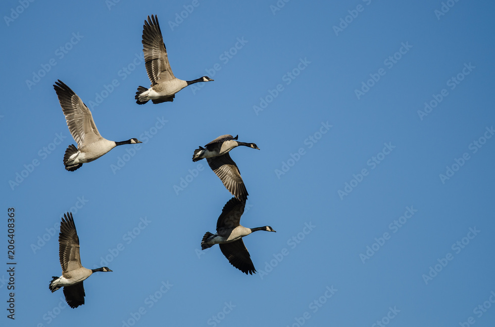 Obraz premium Flock of Canada Geese Flying in a Blue Sky