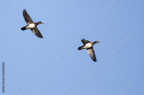 Pair of Wood Ducks Flying in a Blue Sky