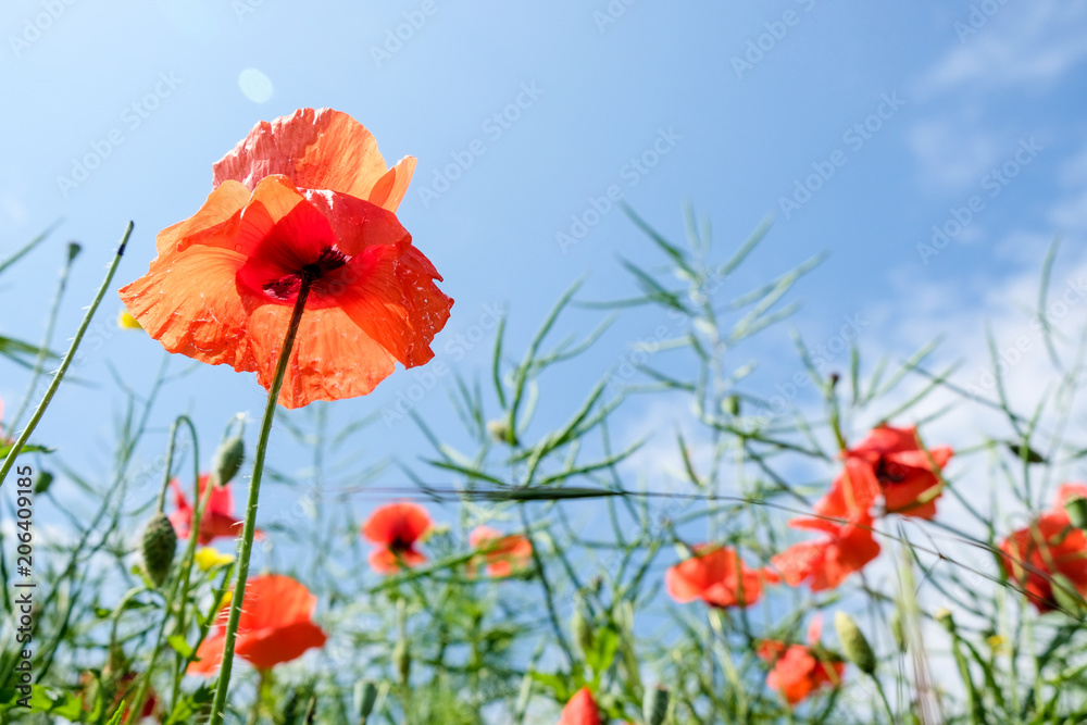 Obraz premium beautiful poppies flowers in green field against blue sky background